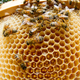 Illustration for article titled We May Have Solved the Mystery of the Dying Bees